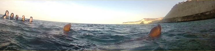 Inmersión con lobos marinos en Puerto Madryn