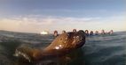 Immersi amb llops marins a Puerto Madryn