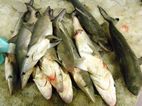 Crias de tiburon, Nizwa souq