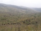 Una manada de búfalos pasta en un pequeño valle