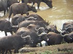 Manada de búfalos bebiendo en una charca