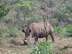 Rinoceronte blanco, Hluhluwe-Imfolozi NP