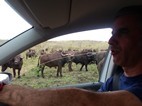 Atravesando una manada de búfalos, Hluhluwe-Imfolozi NP