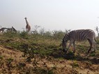 Cebra y grupo de jirafas al fondo, Hluhluwe-Imfolozi NP