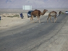 Camellos cruzando la carretera de Tozeur a Chebikka