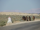 Camellos en la carretera de Tozeur a Chebikka