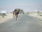 Camellos cruzando la carretera de Tozeur a Chebikka