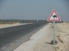 Cuidado camellos sueltos