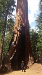 Wawona Grove, Yosemite NP