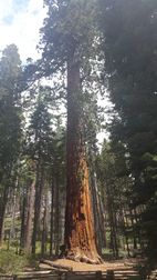 Wawona Grove, Yosemite NP