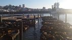 Leones marinos en Pier 39