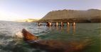 Immersió amb llops marins a Puerto Madryn
