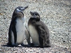 Pingüinera de Punta Tombo