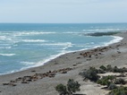 Colonia de lobos marinos en Punta Norte, Península Valdés