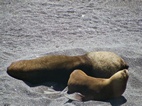 Lobos marinos en Punta Norte, Península Valdés