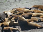 Lobos marinos en Punta Norte, Península Valdés
