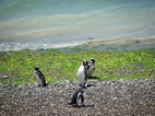 Pingüinera en Caleta Valdes