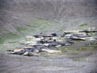 Colonia d'elefants marins en Caleta Valdes