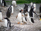 Pingüinos de Papua en la colonia de pingüinos en Isla Martillo