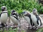 Colonia de pingüinos en Isla Martillo