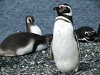 Colònia de pingüins a Isla Martillo