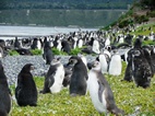 Colònia de pingüins a Isla Martillo