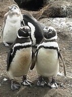 Colonia de pingüinos en Isla Martillo