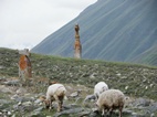 Ovelles pasturant a l'entrada del poble de Abano