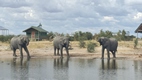 Elephant Sands