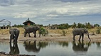 Elephant Sands