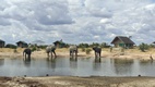 Elephant Sands