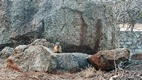 Gaborone Game Reserve