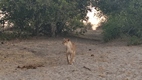 Game drive en Chobe National Park