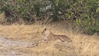 Game drive en Chobe National Park