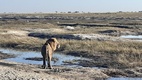 Game drive en Chobe National Park