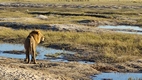 Game drive en Chobe National Park