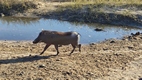 Game drive en Chobe National Park