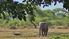 Senyati Safari Camp