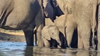 Senyati Safari Camp