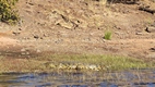 Boat trip en Chobe NP