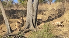 Boat trip en Chobe NP