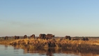 Boat trip en Chobe NP