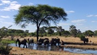 Senyati Safari Camp