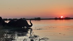 Boat trip en Chobe NP