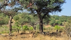 Game drive en Chobe National Park