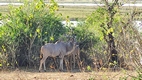 Game drive en Chobe National Park