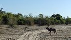 Game drive en Chobe National Park