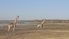 Game drive en Chobe National Park
