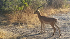Game drive en Chobe National Park
