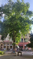 Calle Alexander I